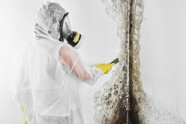 Best Basement Mold Remediation in Claremont, CA