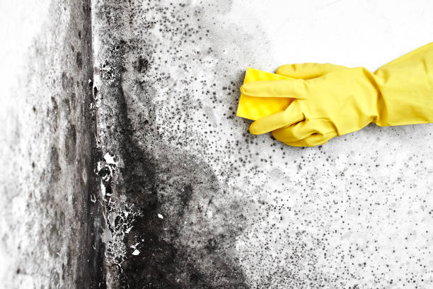 Best Attic Mold Remediation in Claremont, CA