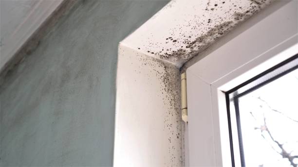 Best Attic Mold Remediation in Claremont, CA