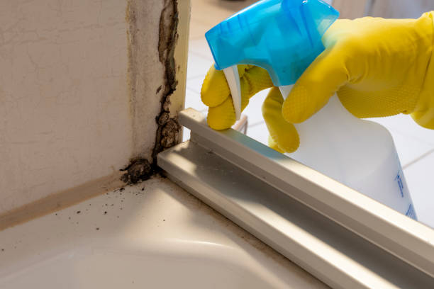 Best DIY Mold Remediation Support Services in Claremont, CA