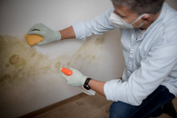 Best Post-Flood Mold Remediation in Claremont, CA
