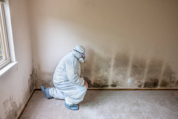 Best DIY Mold Remediation Support Services in Claremont, CA
