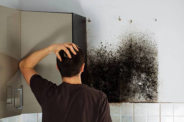  Claremont, CA Mold Removal Pros
