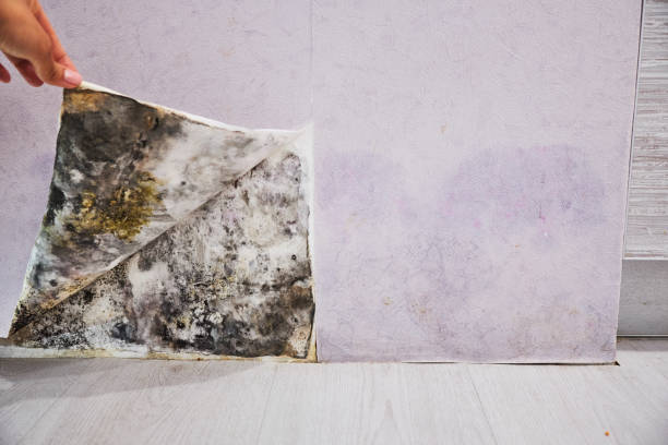 Best Insurance-Related Mold Remediation in Claremont, CA